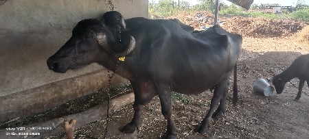 थंबनेल 2