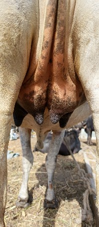 ગીર લીલડી વાછડી વેચવાનું છે