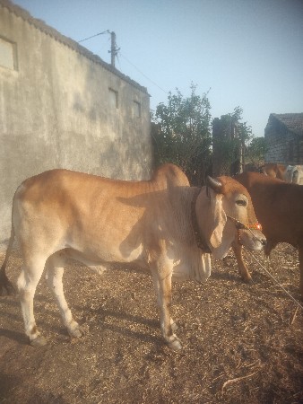 થંબનેલ 2