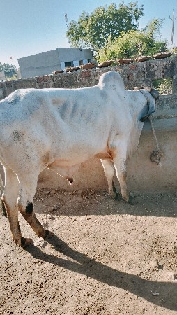 37 number bull
