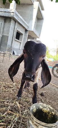 ગોઢલો આપવાનો છે