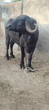 અખંડ ખડેલી વેચવાની છે