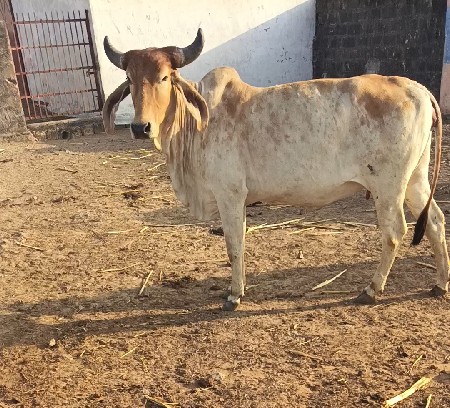 હોડકી વેચવાની છે જવાબદારી છે