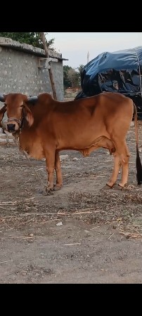 ગાય વેચવાની છે