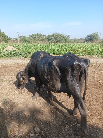 थंबनेल 3