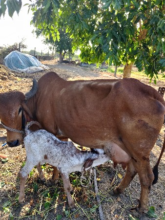 ગાય વેચવાની છે.