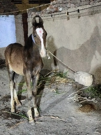 વછેરો ઘોડો વેચવાનો છે