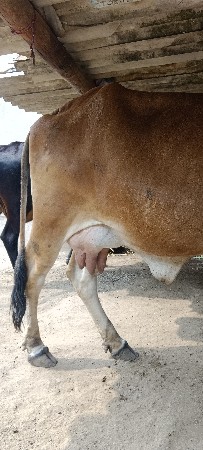 ગાય વેચવાની  છે