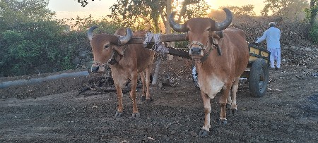 थंबनेल 3