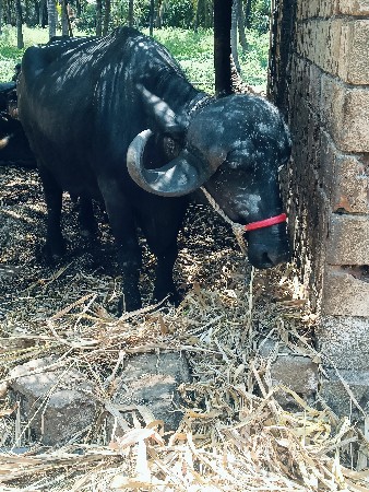 વેચવાની છે