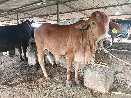 ૨ ઓડકી વેચવાની સે