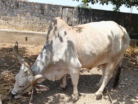 थंबनेल 2