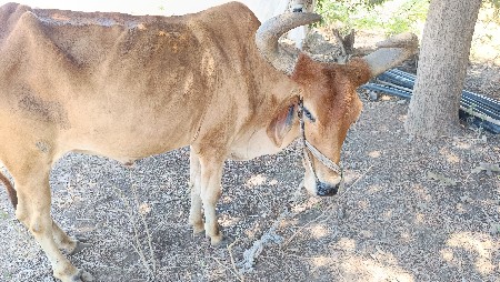 બળદ વેચવા ના છે