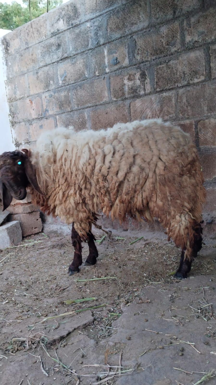 ત્રણ ઘેટા વેચવાના છે