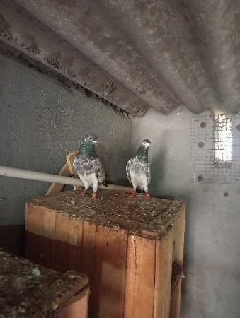 થંબનેલ 2