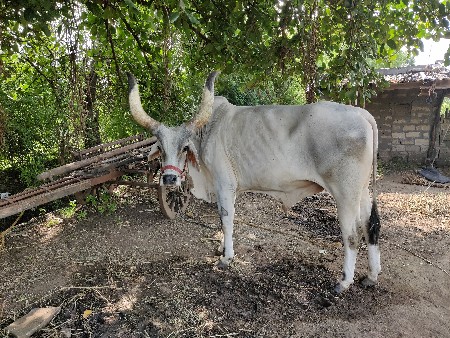 थंबनेल 2