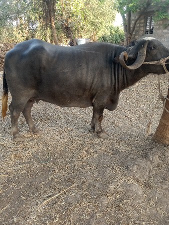 વેચવાની છે