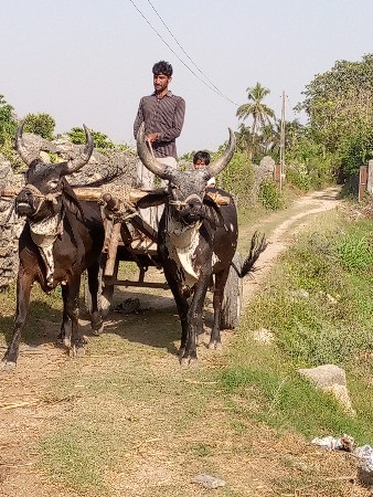 બળદ વેચવાના છે