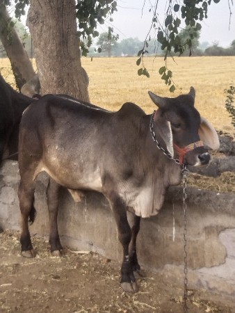 એક ગોઢલો  એક બળદ વેચવાના છે