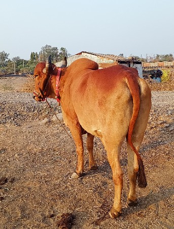 દેવાણી વાવેલ્સ મારવા બેવડની ટોટલ જ