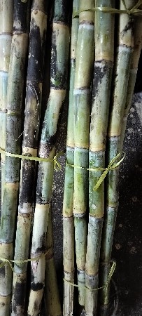 રોશની શેરડી વેચવાની છે