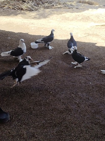 थंबनेल 2