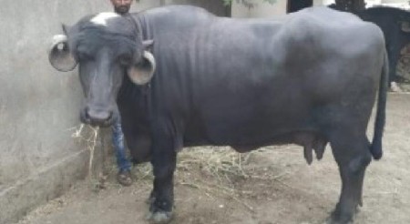 પારેઠી ભેંસો લેવાની છે
