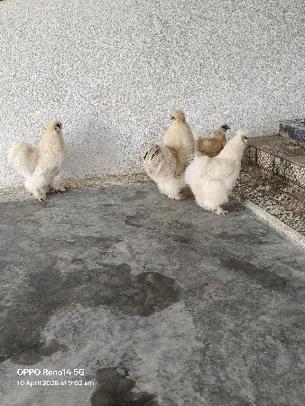 સીલકી મુરગા વેચવા ના છે