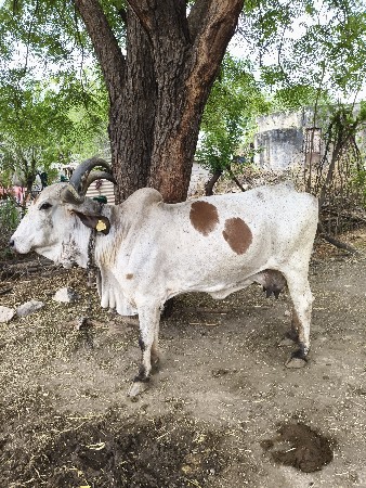 थंबनेल 3