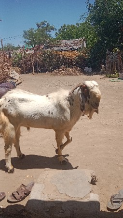 આ રાજસ્થાની બકરો વેચવાનો છે