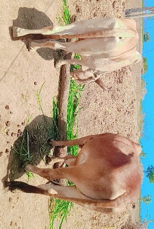 દેશી બળદ વેંચવાના છે
