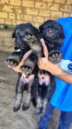 jarman seferd dubel cort