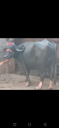 थंबनेल 3