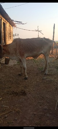 ગાય વેચવાની છે