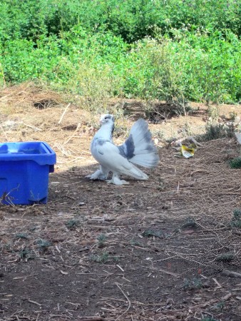 male Indian 1 year no se