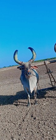 બળદ વેચવાનો છે