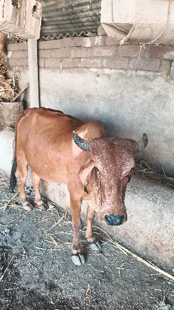 દેશી ગાય પેલું વેતર