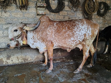 વેચવાની છે