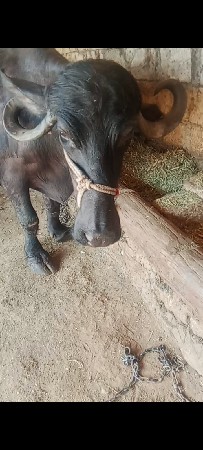 આ ભેંસ વેચવાની છે