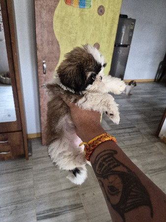 Shih Tzu female