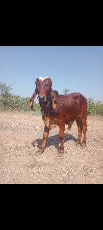 ગીર વાછડો