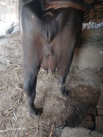 થંબનેલ 3