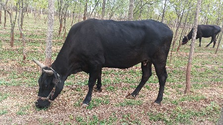 थंबनेल 3