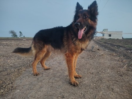 કૂતરો વેચવાનો છે