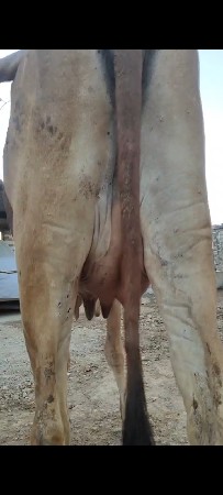 taji vyanal Hodaki 1 vetarm