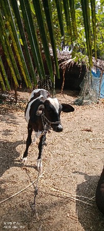 એસેફ હોડકી વેચવાની છે