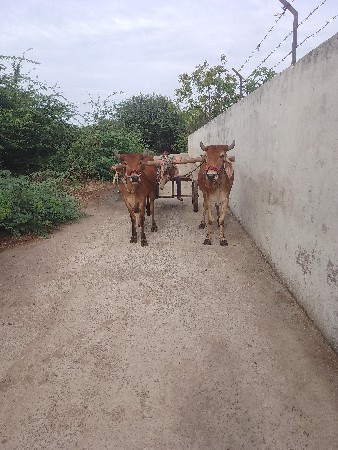 ગોદલા વેચવાના છે