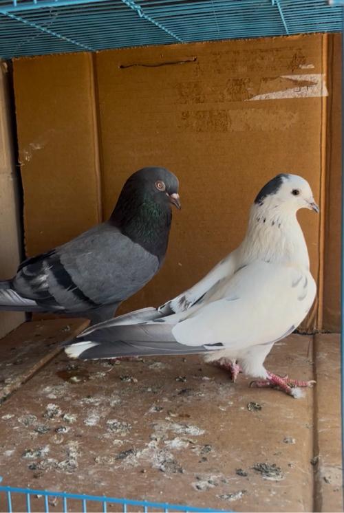 જોડી ફૂલ ઉડાન