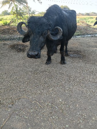 थंबनेल 2