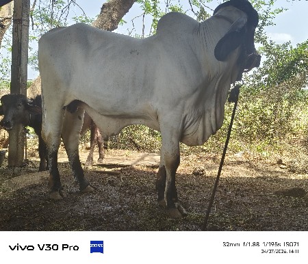 khut vesva no se blud line